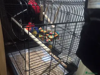 Parakeets birds Parrotlets x2 - Advert 15