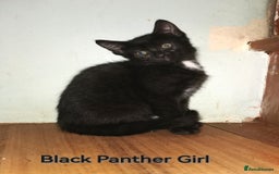 Bengal cats for sale: Stunning Bengal Plus - Image 7