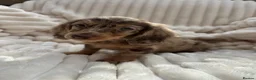 Miniature Dachshund dogs for sale: Fabulous Litter of Long haired dachshund puppies  - Advert 27