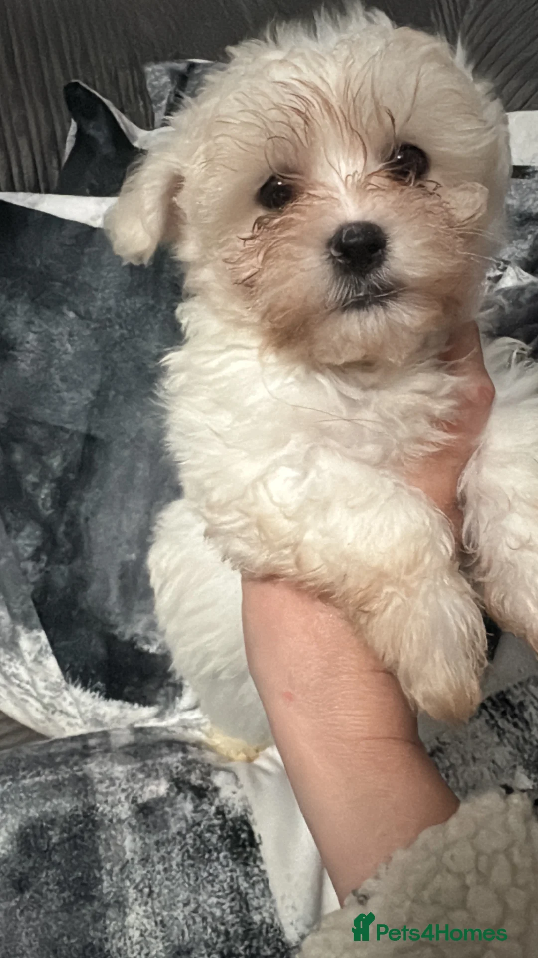 Maltese dogs for sale: Maltese  - Advert 2