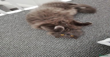 British Longhair cats - Advert 9