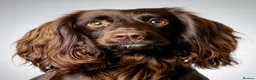 Cocker Spaniel dogs for sale: Cocker Spaniel Puppies  in Evesham - Advert 1