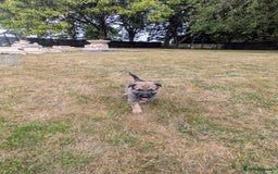 Mixed Breed dogs for sale: German shepherd cross, Belgium malinios  - Image 4
