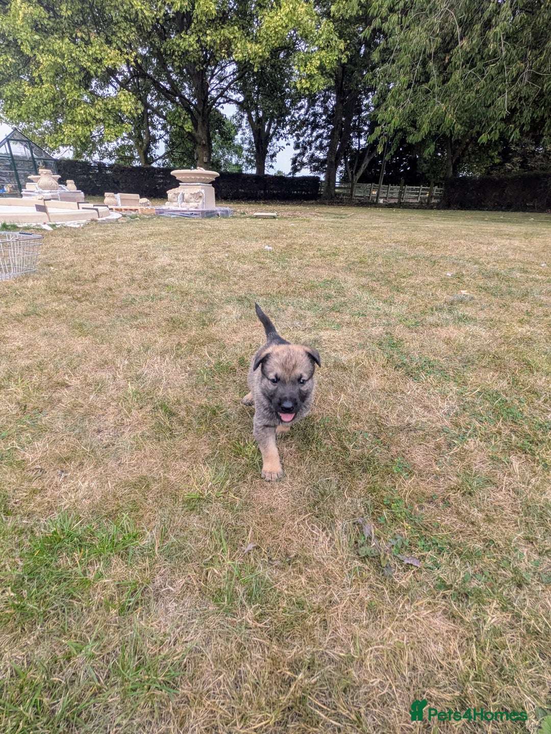 Mixed Breed dogs for sale: German shepherd cross, Belgium malinios  - Image 4