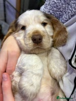 Cocker Spaniel dogs KC Show Cocker Spaniel * 2 LEFT * DNA Simbawood - Advert 16