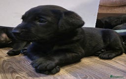 Labrador Retriever dogs for sale: KC Reg Fully Health Tested Black Labrador Puppies - Image 16