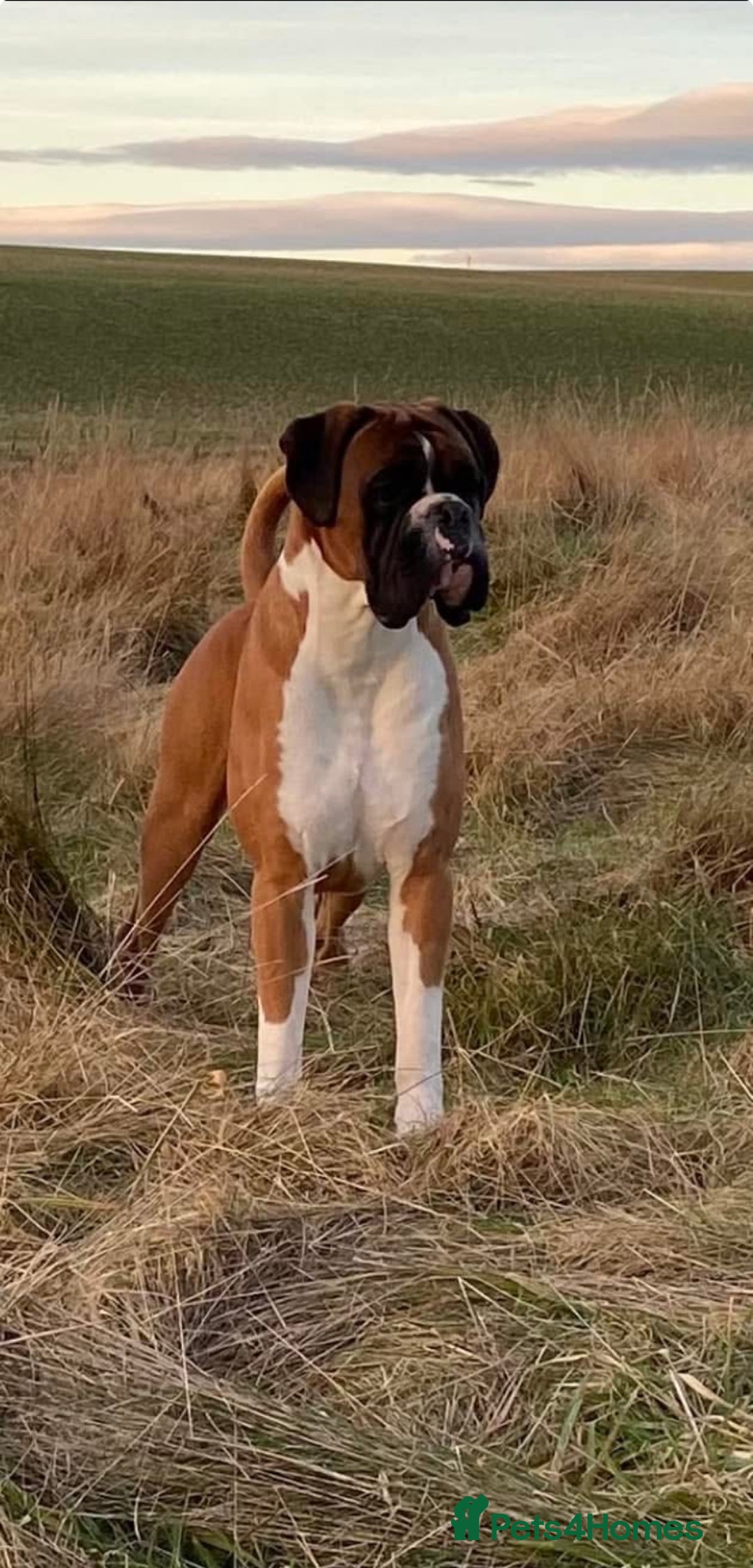 Boxer dogs for sale: Gorgeous Boxer Puppies  - Image 9