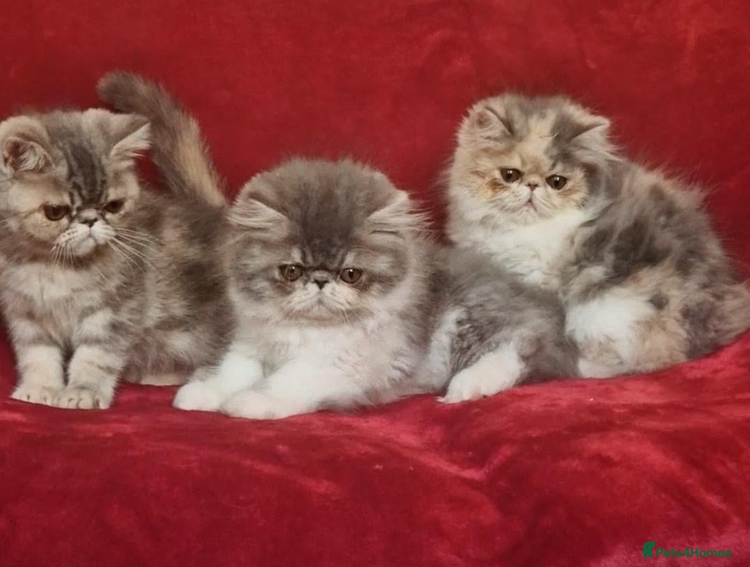 Persian cats Persian/exotic kittens - Advert 14