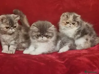 Persian cats Persian/exotic kittens - Advert 14