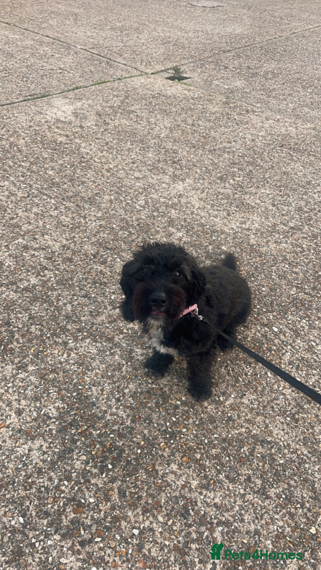Mixed Breed dogs for sale: Nellie  - Advert 7