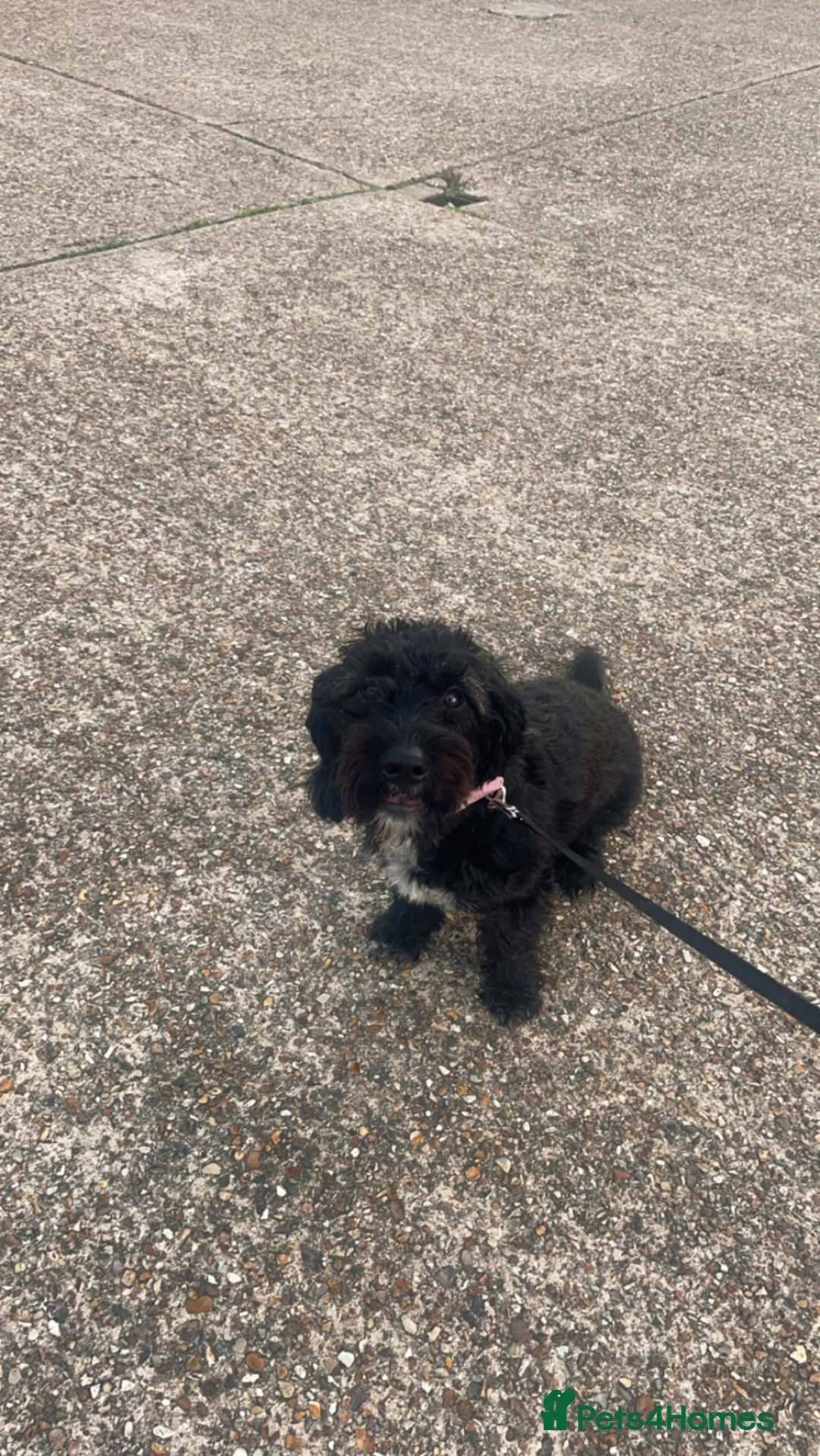 Mixed Breed dogs for sale: Nellie  in Borehamwood - Advert 1