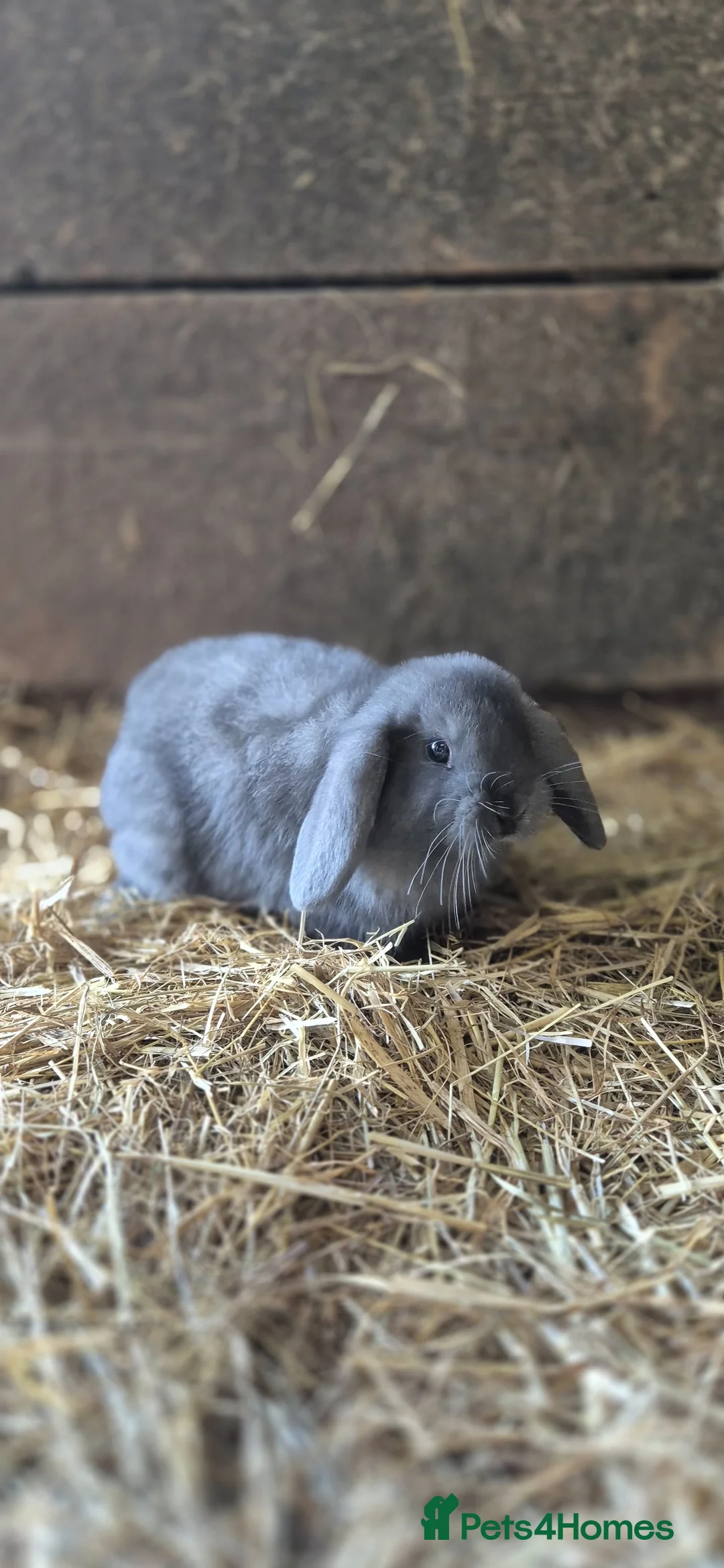Mini Lop rabbits for sale: Lop eared baby rabbits 6 weeks old - Advert 2