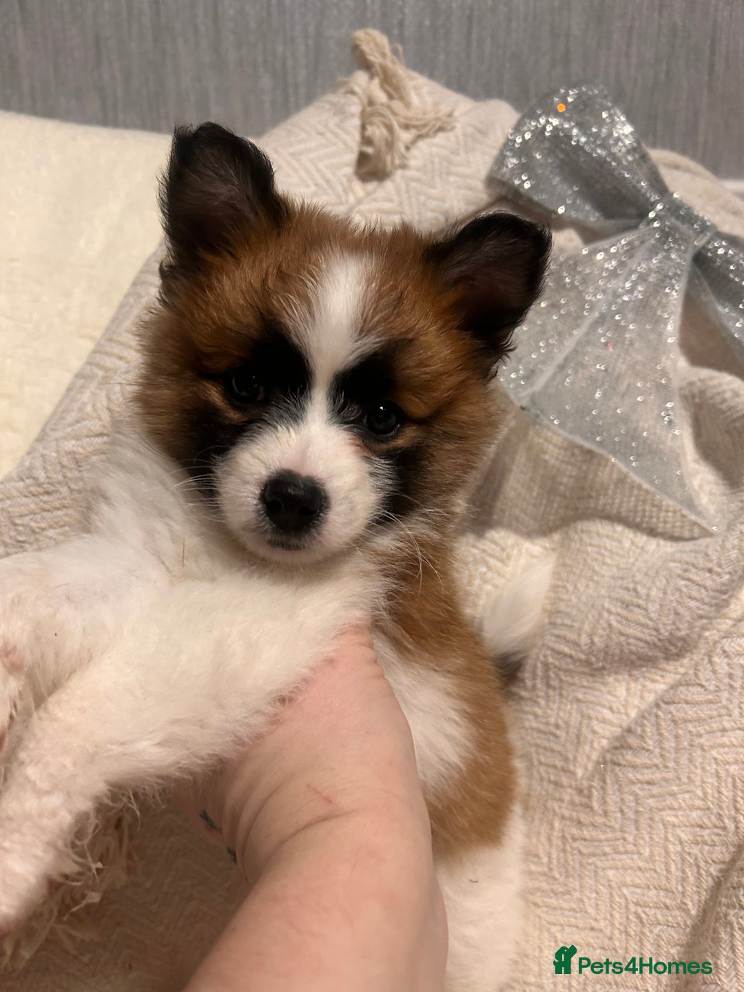 Mixed Breed dogs for sale: German spitz cross - Advert 19