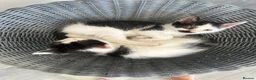 British Shorthair cats for sale: 2 x Black & white kittens, semi longhair, boys £40 - Advert 2