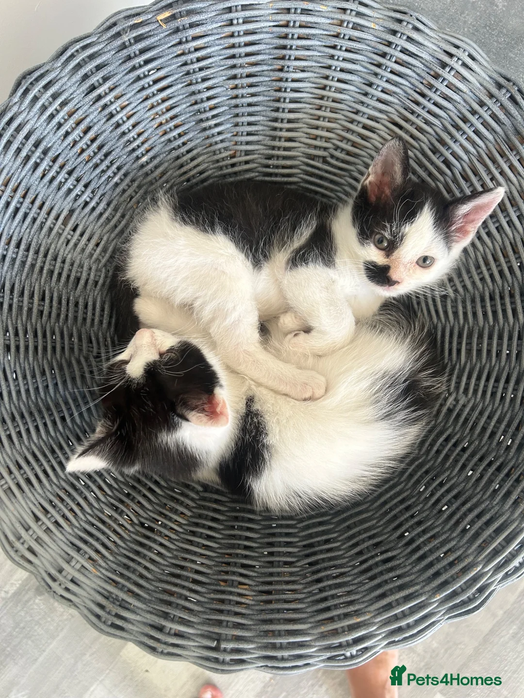 British Shorthair cats for sale: 2 x Black & white kittens, semi longhair, boys £40 - Advert 2