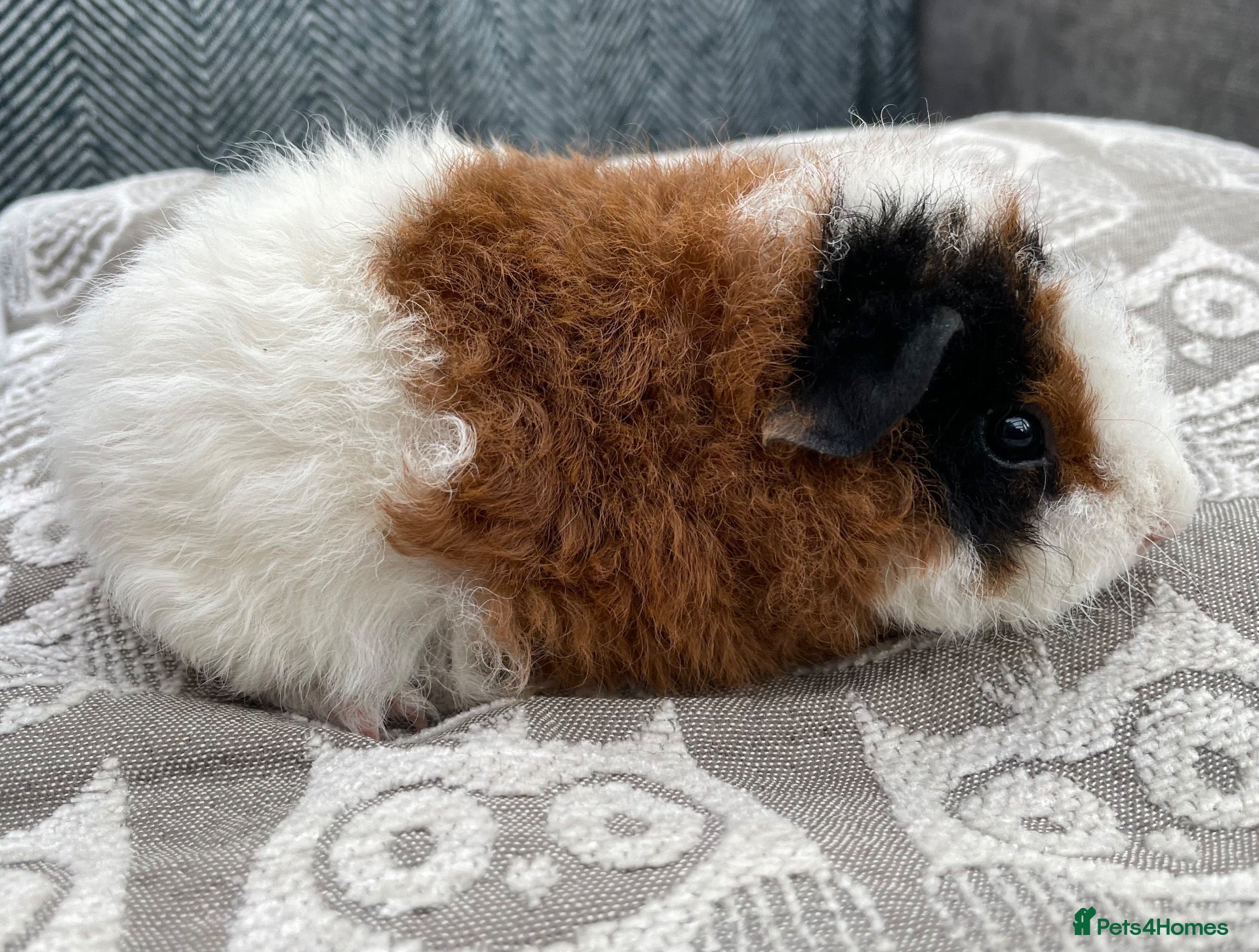 Guinea Pig rodents Gorgeous little boys, various coat types/colours - Advert 2