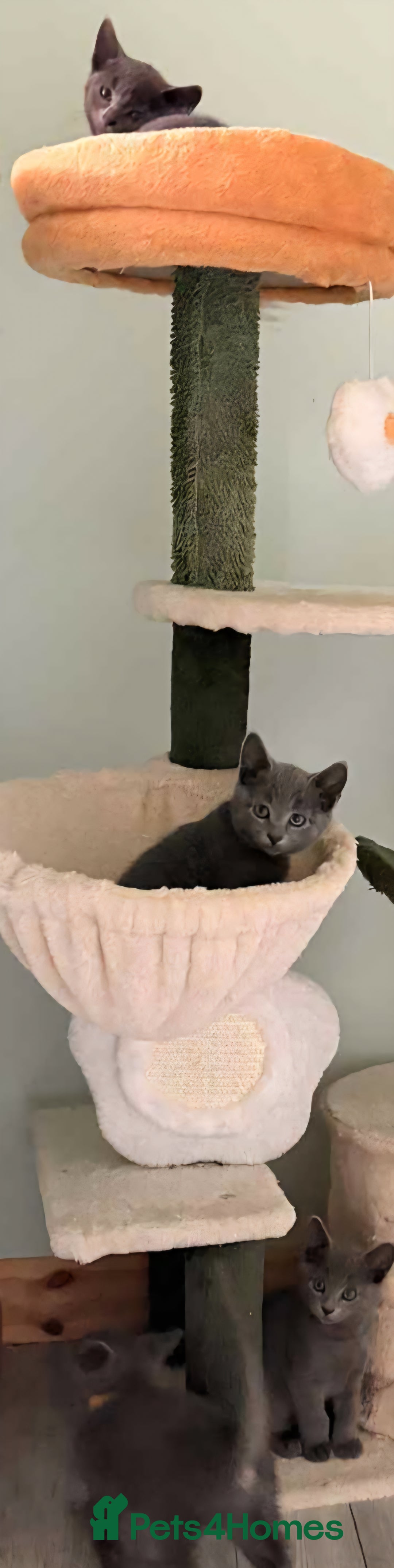 Russian Blue cats for sale: Beautiful full Russian blue kittens  - Image 4