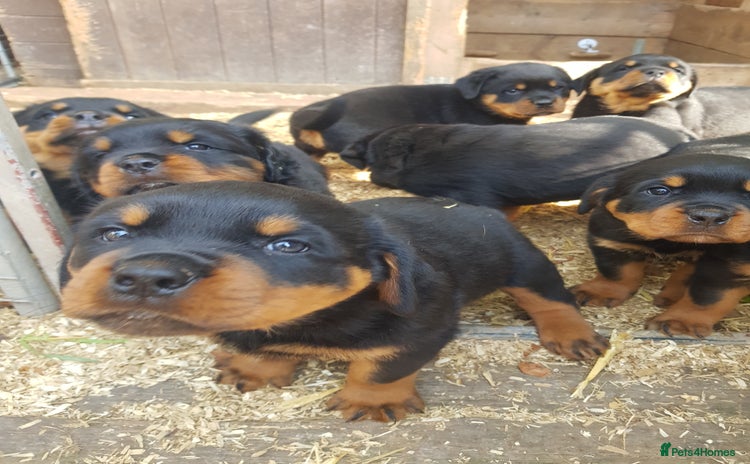 Rottweiler dogs - Advert 13
