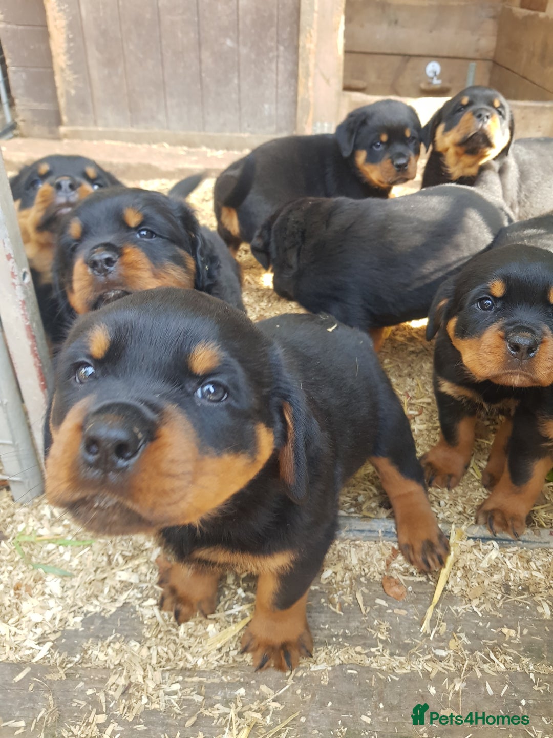 Rottweiler dogs for sale: Rottweiler pups for sale ready 8th oct pedigree   - Image 1