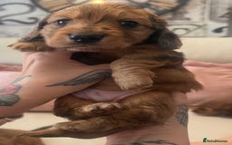 Miniature Dachshund dogs for sale: KC REG Long Hair Miniature Dachshund x 3 Red Boys - Image 2
