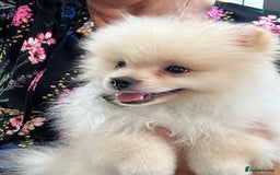 Pomeranian dogs for sale: 1 cream sable Pomeranian puppy. - Image 12