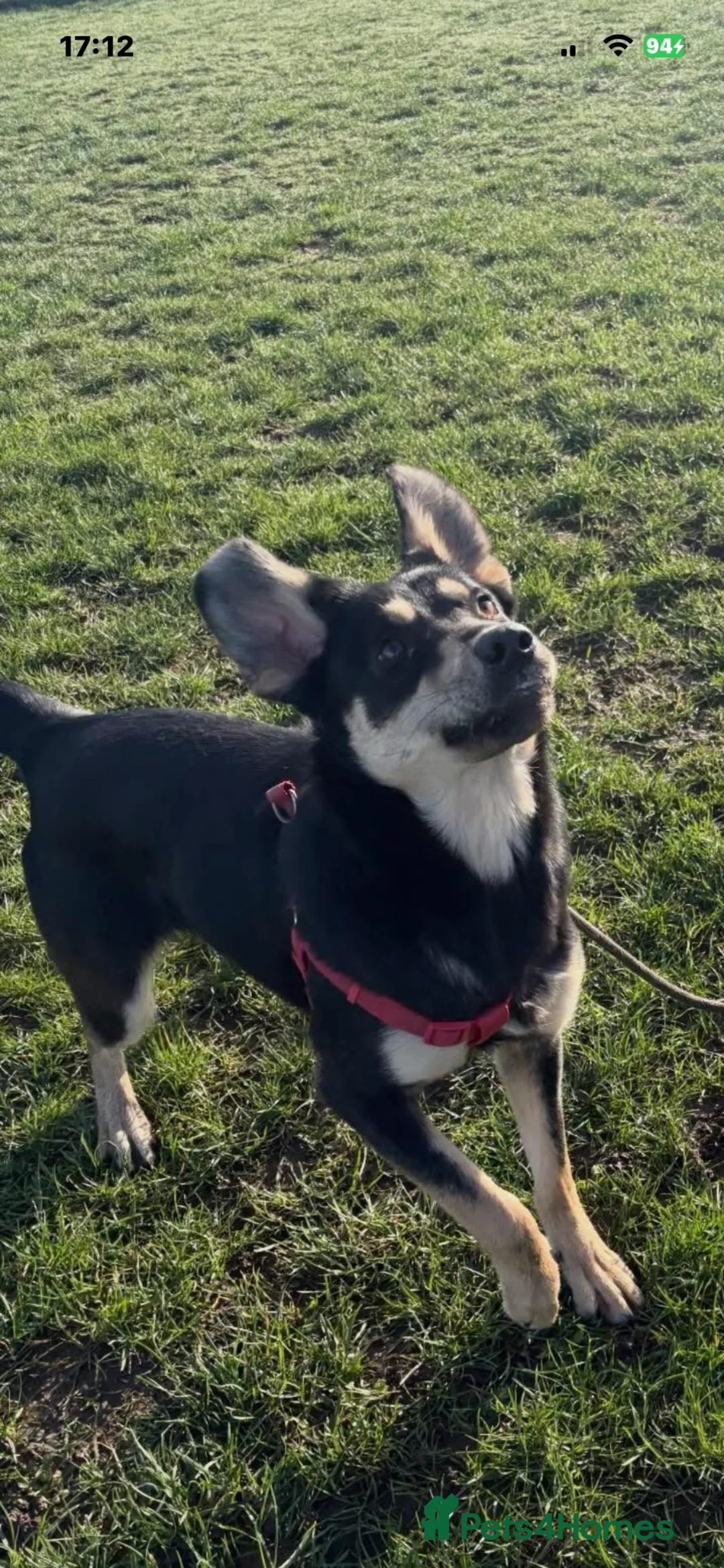 Mixed Breed dogs for sale: Oakely - Advert 2