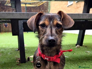 Mixed Breed dogs 9 Month Old Wired Dachshund x Jack Russell - Advert 1