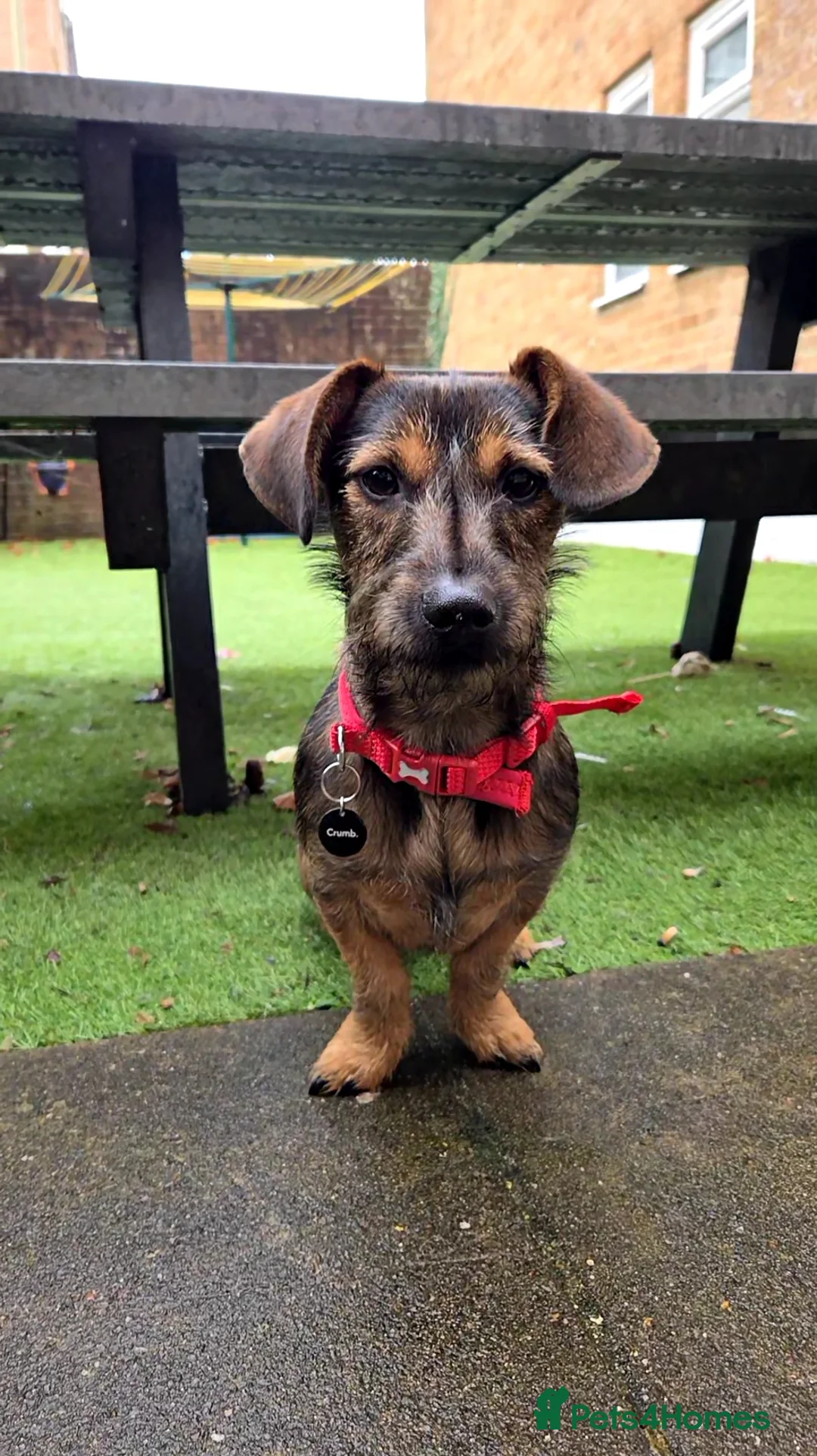 Mixed Breed dogs for sale: 1 Year Old Wired Dachshund x Jack Russell  - Advert 1