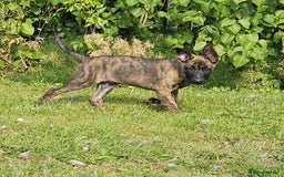 Belgian Shepherd Dog dogs for sale: Dutch Pure Bred Shepherd Puppies  - Image 5