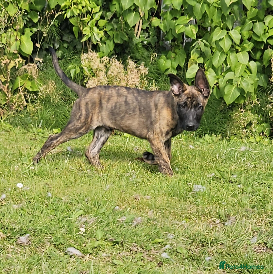Belgian Shepherd Dog dogs for sale: Dutch Pure Bred Shepherd Puppies  - Image 5