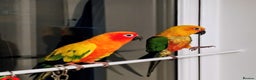 Conures birds for sale: Sun Conure & Jenday Conure  - Advert 1