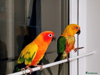 Conures birds Sun Conure & Jenday Conure - Advert 6