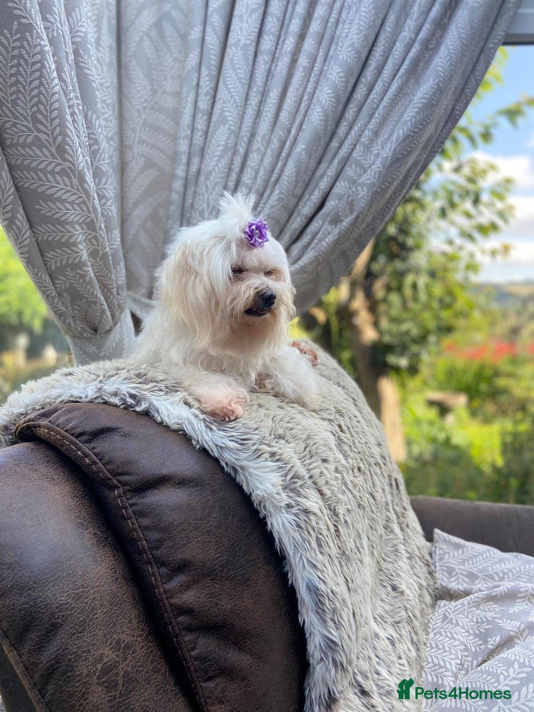 Malshi dogs for sale: Malshi 2 puppies boys - Advert 1