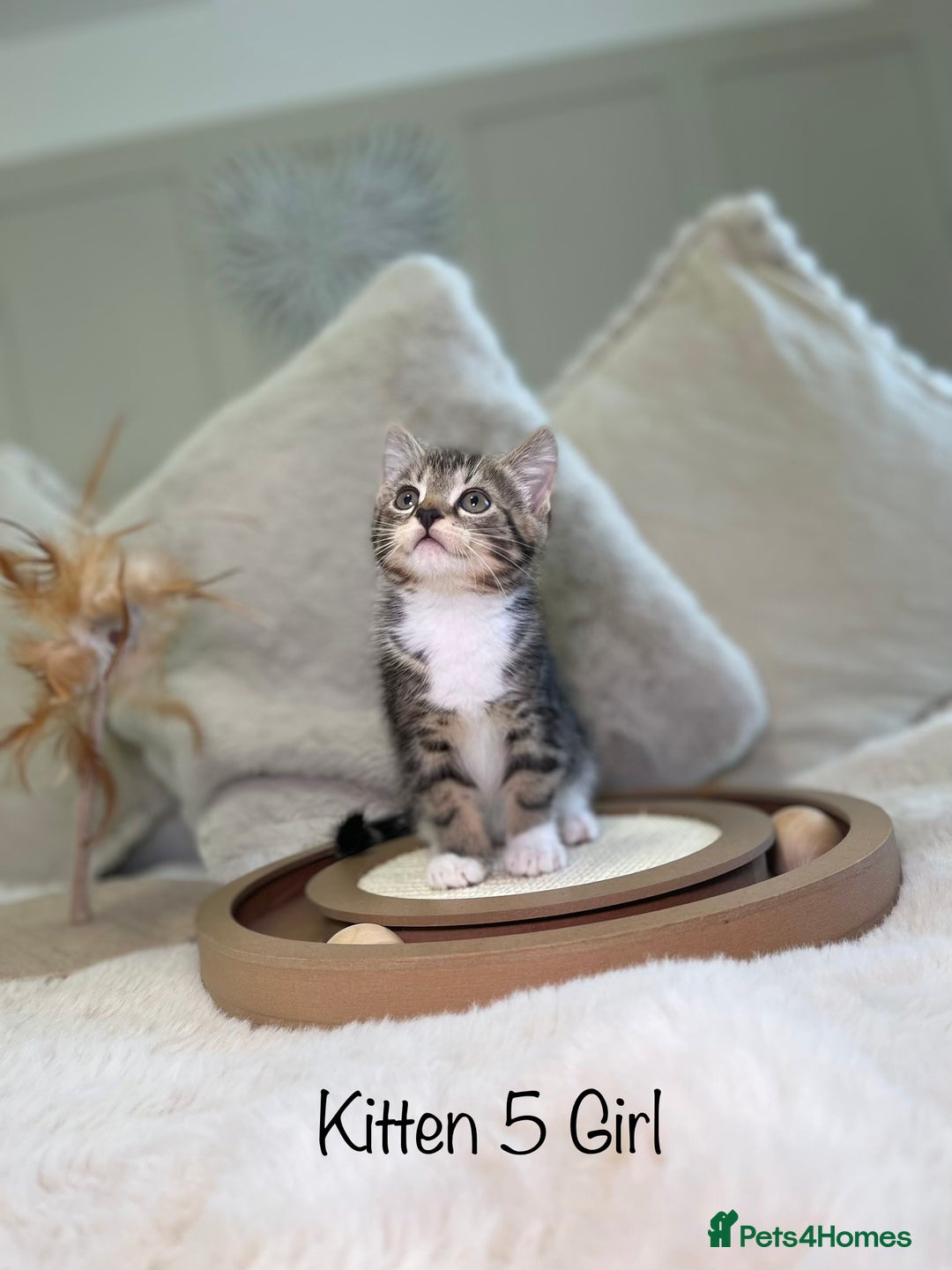 Mixed Breed cats for sale: Beautiful kittens 8 weeks old ready now  - Advert 19