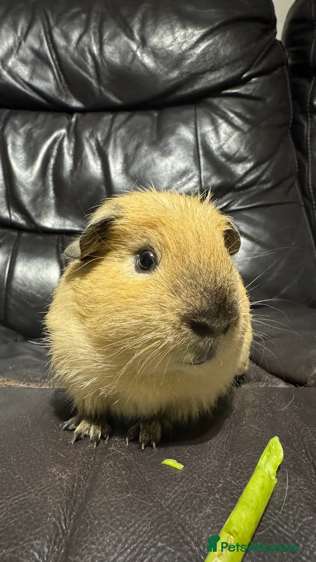 Guinea Pig rodents for sale: 2 Beautiful Male Guinea pigs for sale  - Advert 5