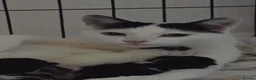 Domestic Shorthair cats for sale: Tuxedo kittens  - Advert 14