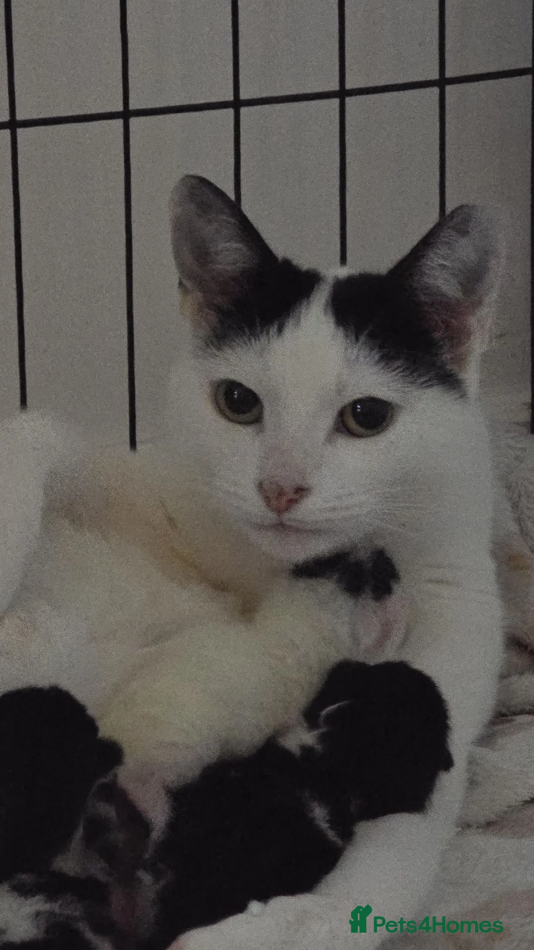 Domestic Shorthair cats for sale: Tuxedo kittens  - Advert 14