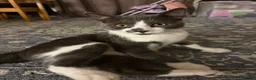 Mixed Breed cats for sale: Misho needs a new home  in Plymouth - Advert 2