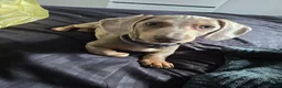 Miniature Dachshund dogs for sale: Isabella dapple miniature dachshund  - Advert 5