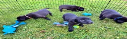 Borador dogs for sale: Gorgeous Lab x pups in Lanark - Advert 12