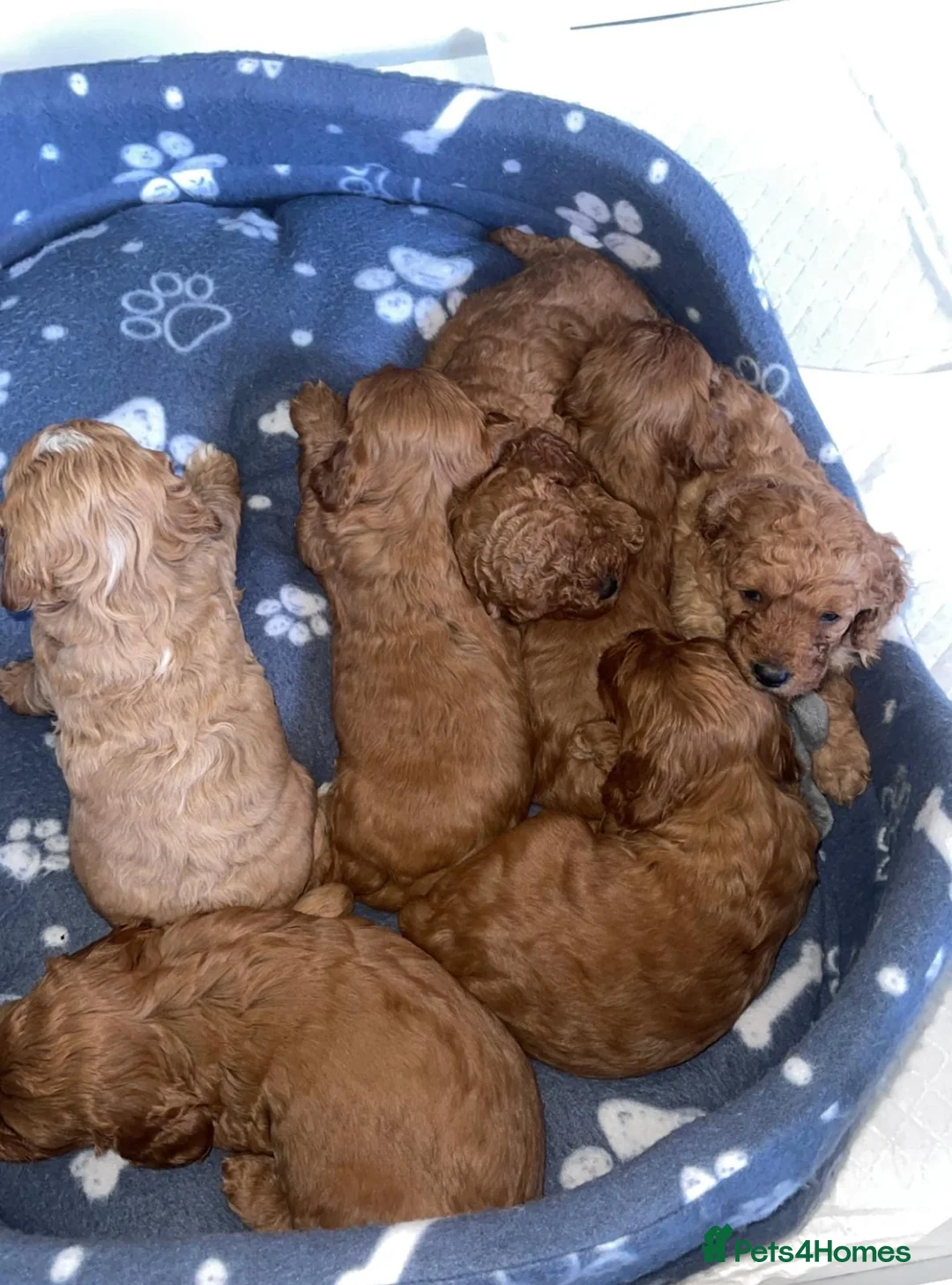 Cavapoo dogs for stud:  Fully healthy tested Proven F1 Cavapoo Stud Dog in Droitwich - Advert 17