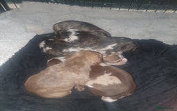 Mixed Breed dogs for sale: American Bull Staffy Puppies - Image 13