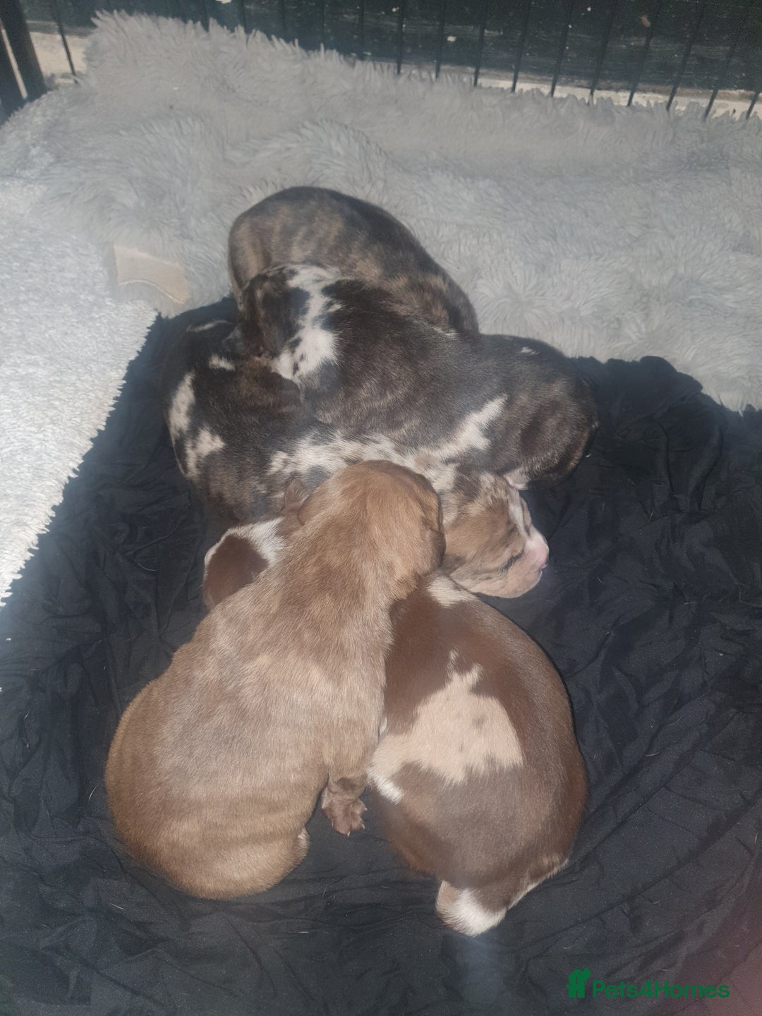 Mixed Breed dogs for sale: American Bull Staffy Puppies - Image 13