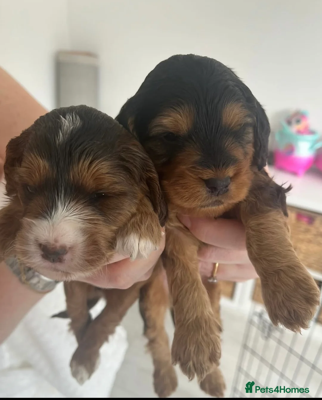 Cockapoo dogs for stud: TRICOLOUR F1 PROVEN ATAT CERTIFIED COCKAPOO STUD in Bromley - Advert 28