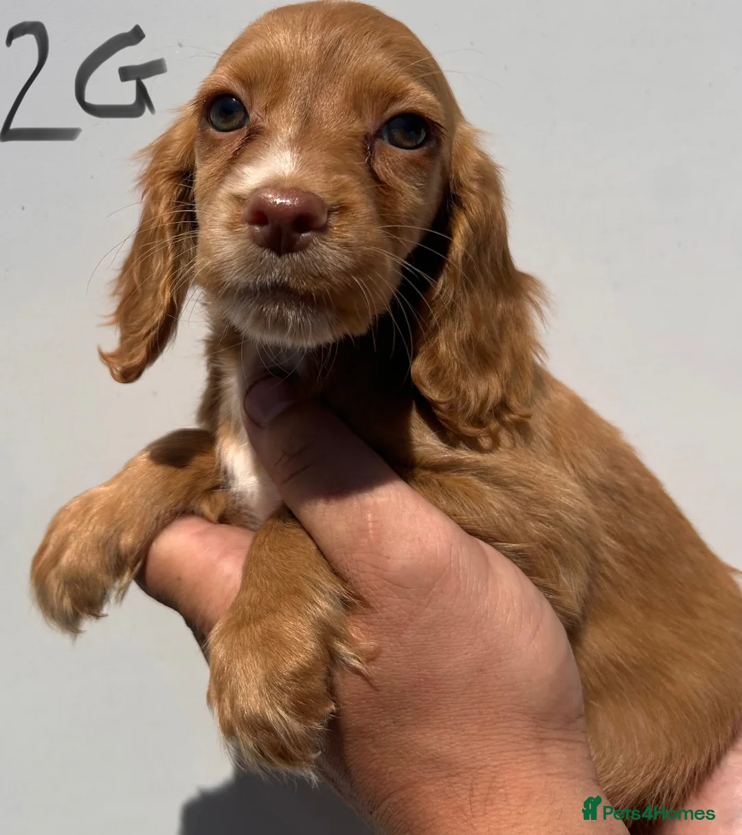 Cocker Spaniel dogs for sale: Cocker spaniel puppies 2 girls 2 boys  - Advert 2