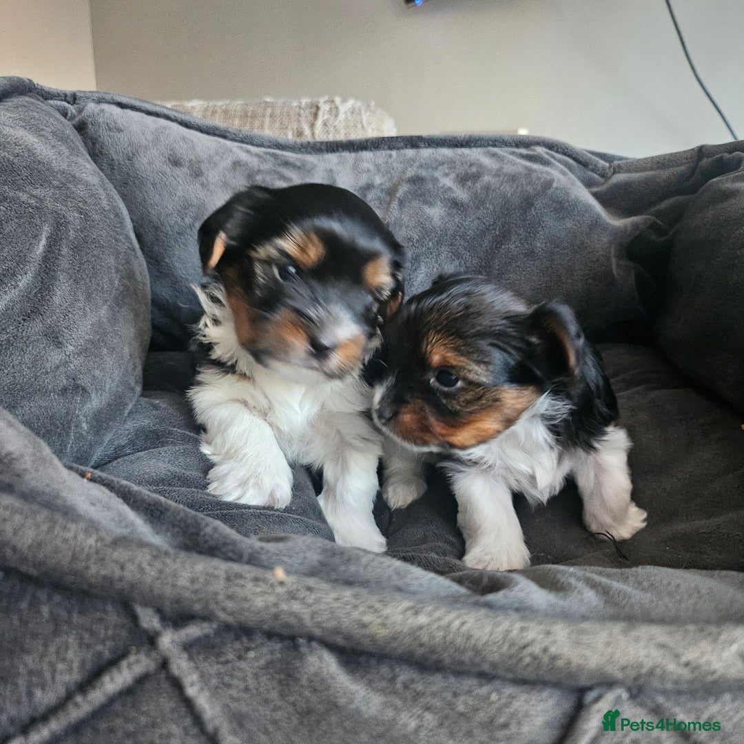 Yorkshire Terrier dogs for sale: 5 szczeniąt York terrier (Biewer) - Image 23