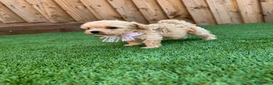 Cockapoo 3