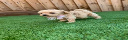 Cockapoo dogs for sale: Beautiful Cockapoo Puppies in Birmingham - Advert 8