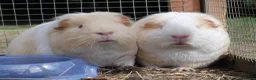 Guinea Pig rodents for sale: Several pairs of male guinea pigs - Advert 1