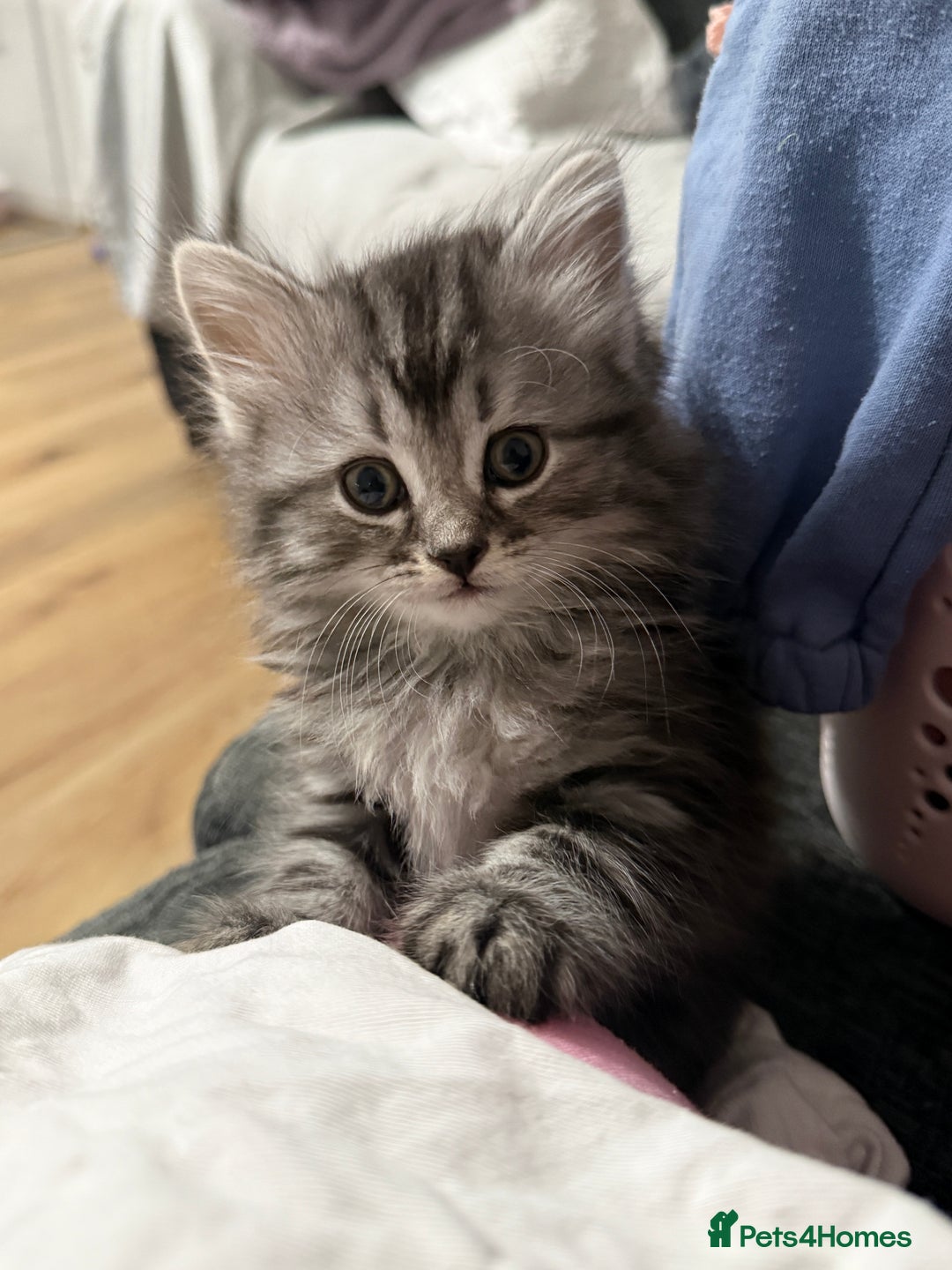 Persian cats for sale: PersianBSH silver, ginger & dark silver kittens 🩷 - Advert 1